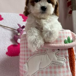 Cavapoo Puppies from Myles Barnum