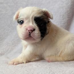 Panda - Black and white female French Bulldog puppy in Battle Ground, Washington from Ferguson's Bulldogs