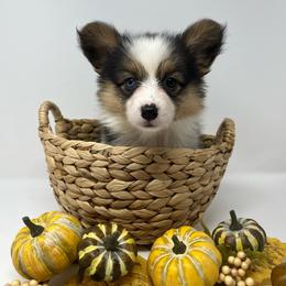 Lolli - Black and tan female Pembroke Welsh Corgi puppy in Waco, Texas from The Comma Corgis