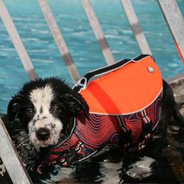Relic - Black and white male Border Collie puppy in Ocala, Florida from Oddity Kennels