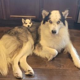 Siberian Huskies from Eugene's Siberian Huskies