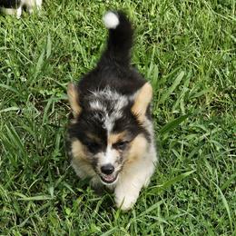 Fluffy Blue merle boy - Blue merle and white male American Corgi puppy in Tennessee from Voneida Collies & Corgis