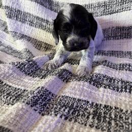 Boy 1 - Black and white male Cockapoo puppy in Joplin, Missouri from Double J Cockapoos