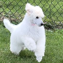 Girl 1 - Cream female Poodle puppy in Decatur, Michigan from Lake Effect Poodles, Leesa’s Jewlz