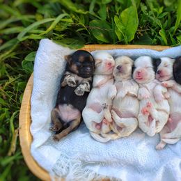 Companion Cross, Havanese, Mal-Shi, Maltese, Maltipoo, Morkie, and Shih Tzu Puppies from Seeking Shalom Acres Maltese, Maltipoos & Havamalts