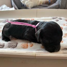 Dopey - Black and white male Cockapoo puppy in Adrian, Oregon from ApplebyFarm