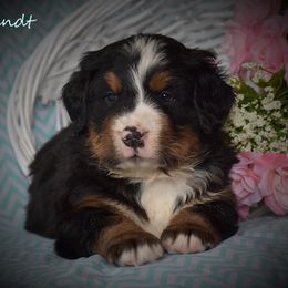 Bernese Mountain Dog Puppies from Brookwood Bernese Mountain Dogs