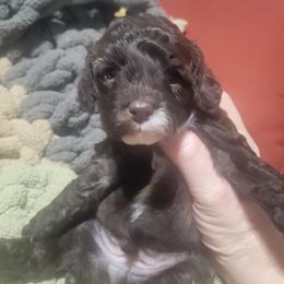 Maxwell - Brown male Poodle puppy in Arkansas from Harper's Pups