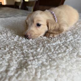 Minnie - Cream female Dachshund puppy in Molino, Florida from Dooney's Dachshunds