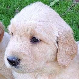 Boy 2 - Light golden male Golden Retriever puppy in Loomis, California from Davids Golden Retrievers