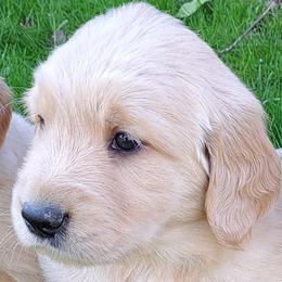 Boy 2 - Light golden male Golden Retriever puppy in Loomis, California from Davids Golden Retrievers