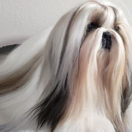 Mastiffs and Shih Tzus from AKA Shih Tzu