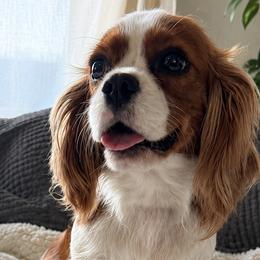 Daisy - Cavalier King Charles Spaniel