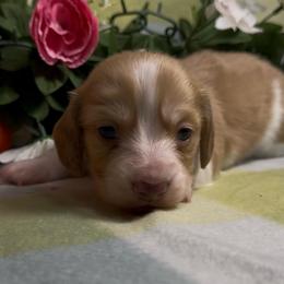 Girl 2 - Piebald female Dachshund puppy in Alice, Texas from Crimson’s longhair Dachshunds