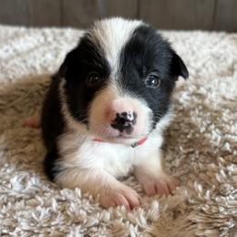 Boy 3 - male Border Collie puppy in Shawnee, Oklahoma from Cross K Working Collies - Pure Bred Border Collies