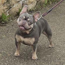 Notorious - French Bulldog