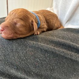 Jack Frost - Apricot male Goldendoodle puppy in South Fulton, Georgia from Golden Paws Farm