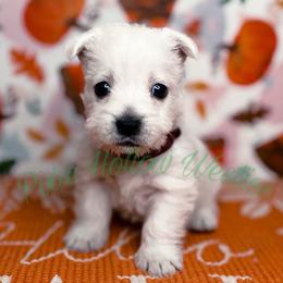Red Boy - White male West Highland White Terrier puppy in Cleveland Tx, Texas from Pixie Hollow Westies