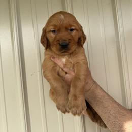 Boy 3 - Dark golden male Golden Retriever puppy in Arnaudville, Louisiana from Taylor Made Retrievers