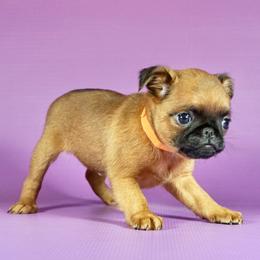 Orange collar girl - Red female Brussels Griffon puppy in Florida from Robin’s Griffons