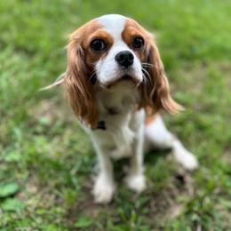 Peaches - Cavalier King Charles Spaniel