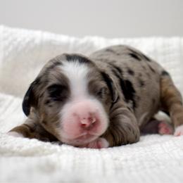 Bingo - Blue merle female Aussiedoodle puppy in Decatur, Illinois from Signature Doodles