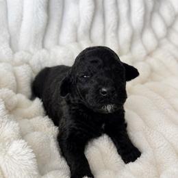Twix - Sable male Poodle puppy in Calimesa, California from Teakwoodpoodleofsocal