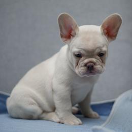 Bella - White female French Bulldog puppy in Austin, Texas from Ward's Frenchies 2 Yours