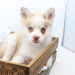 Phoenix - Merle female Pomsky puppy in Murfreesboro, Tennessee from Middle Tennessee Pomskies