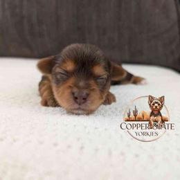 Bryce - Chocolate and tan male Yorkshire Terrier puppy in Goodyear, Arizona from Copper State Yorkies