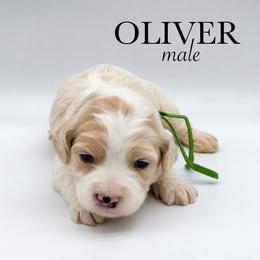Oliver - Buff and white male Cockapoo puppy in Claremont, North Carolina from Magnolia Grove Farms