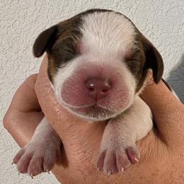Major - Liver white and roan male English Springer Spaniel puppy in Fort White, Florida from Thunderbird Springers