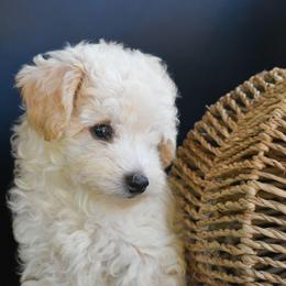 Turner (AKC) - White male Poodle puppy in Rainbow City, Alabama from Misioh Poodles