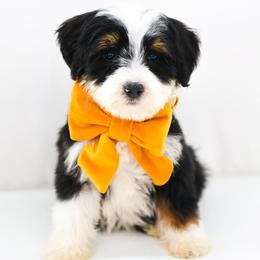 Hope - Black tri-color female Aussiedoodle puppy in Diamond Bar, California from Furrytaildoodles