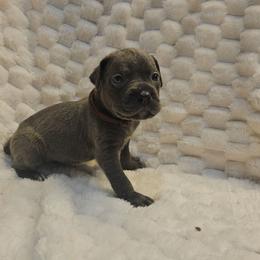 Aqua collar - Gray female Cane Corso puppy in Fritch, Texas from Carrie Brown's Cane Corsos