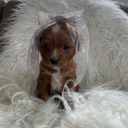 Daisy - Red female Cavapoo puppy in Northern, California from Cavapoos R4 Cuddles