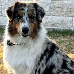 Australian Shepherds from Cross My Heart Aussies