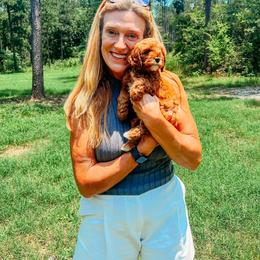 Cavapoo Puppies from Foggy Timber Kennels