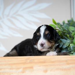 Emmy - Tri-color female Bernedoodle puppy in Spokane, Washington from Lilac City Doodles