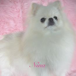 Nina - Pomeranian