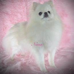 Nina - Pomeranian