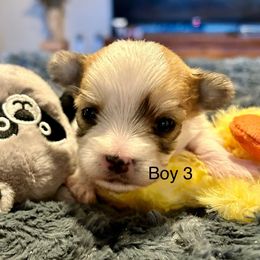 Boy 3 - White and tan male Morkie puppy in Ocala, Florida from Hummingbird Fields