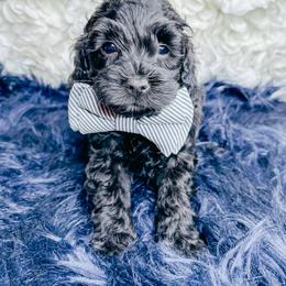 Bernedoodle, Cockapoo, and Goldendoodle Puppies from Danie’s Darling Doodles LLC