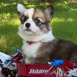 Fluffy Sable - Sable female Pembroke Welsh Corgi puppy in Nashville, Arkansas from Whisenhunt Farms