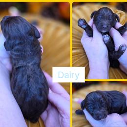 Dairy - Phantom male Goldendoodle puppy in Decatur, Tennessee from Diamond's Doodles