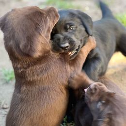 Labrador Retriever Puppies from Wings of Freedom Retrievers