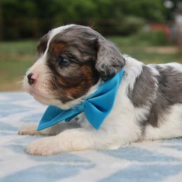 Aussiedoodle, Cavalier King Charles Spaniel, Cavapoo, and Labradoodle Puppies from McDoodles of Texas LLC