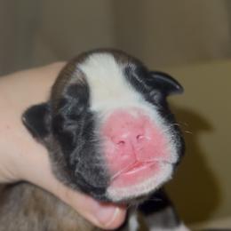 Rorschach's Pretty Girl - Fawn female Boxer puppy in Seward, Nebraska from Rorschach Boxers