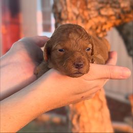 Olive - Apricot female Goldendoodle puppy in Redding, California from Hope Lane Kennels