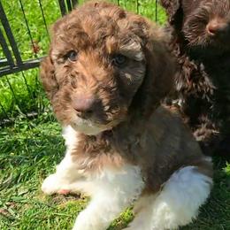 Bunny - female Newfypoo puppy in Mckenzie, Tennessee from Small Town Doodles & Poodles